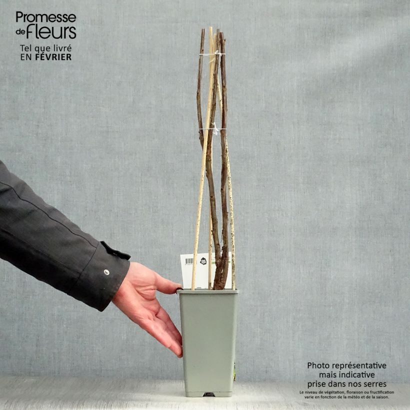 Ribes rubrum Jonkheer van Tets - Redcurrant 1.5L/2L pot, Bush sample as delivered in winter