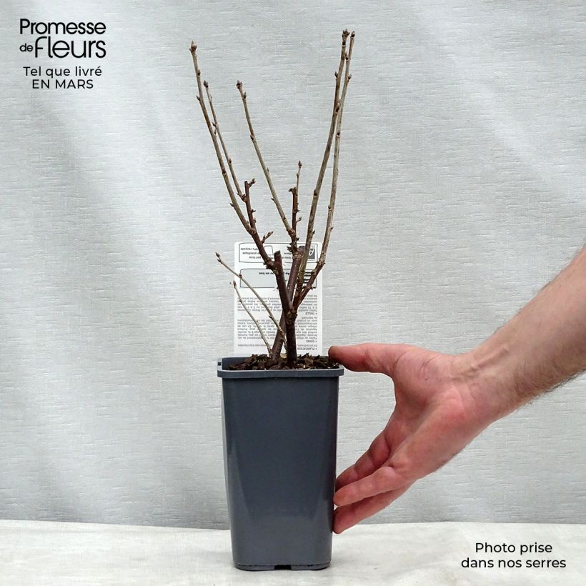 Redcurrant London Market - Ribes rubrum 1.5L/2L pot, Bush sample as delivered in spring