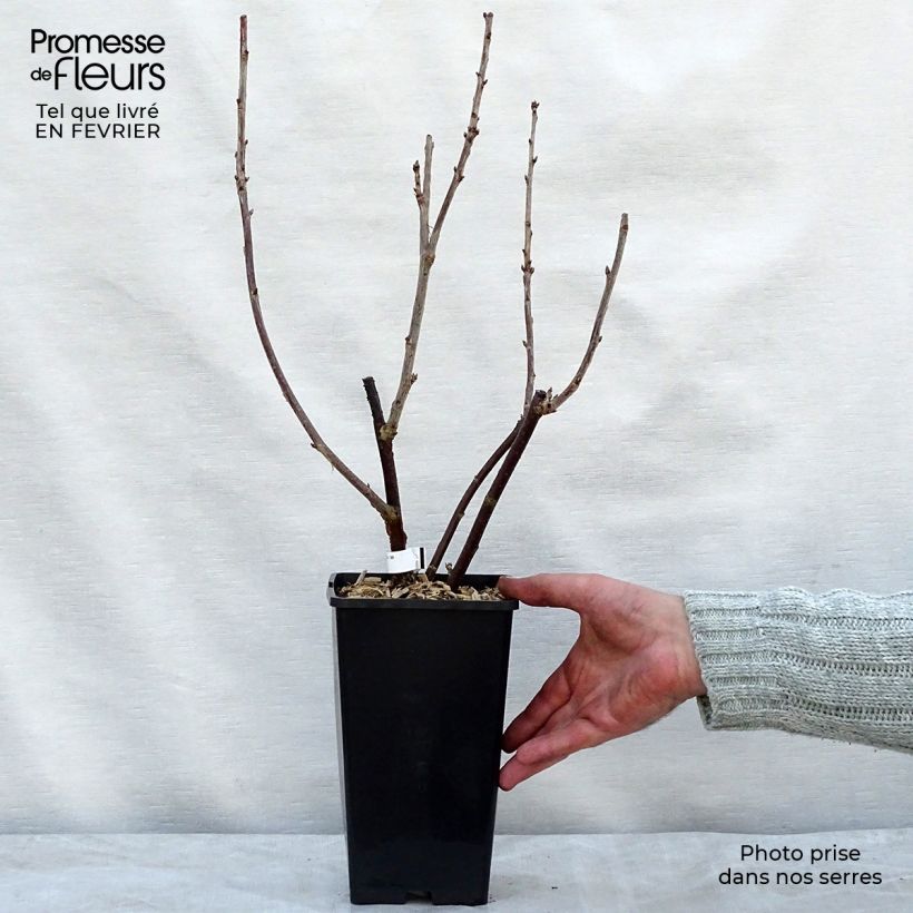 Ribes rubrum London Market - Redcurrant 1.5L/2L pot sample as delivered in winter