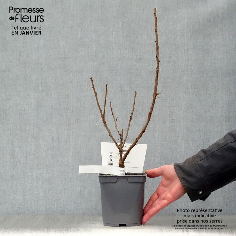 Ribes rubrum Rovada - Redcurrant 1.5L/2L pot, Bush sample as delivered in winter