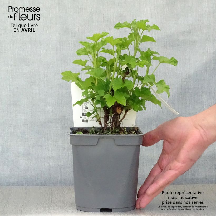 Ribes rubrum Rovada - Redcurrant 1.5L/2L pot, Bush sample as delivered in spring