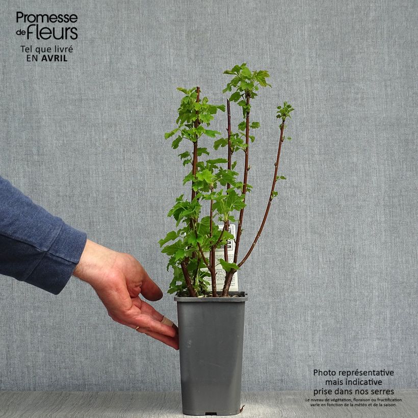 White Currant Blanka Bio - Ribes rubrum 1.5L/2L pot, Bush sample as delivered in spring