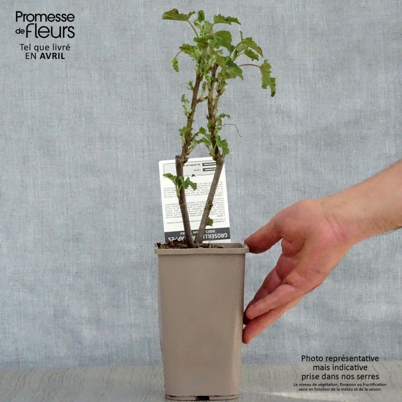 Ribes rubrum Blanka - Whitecurrant 1L/1.5L pot, Bush sample as delivered in spring