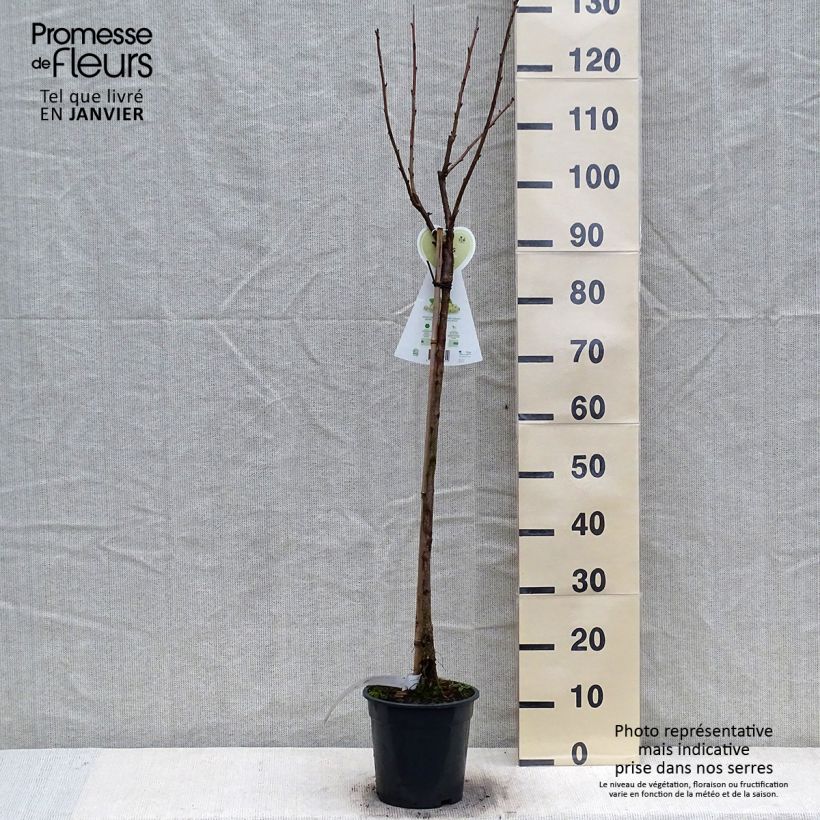 White Currant Werdavia - Ribes rubrum 2L/3L pot, Half standard sample as delivered in winter