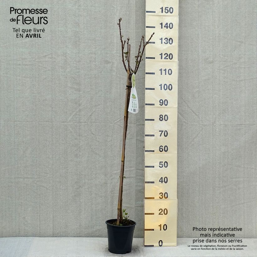 White Currant Werdavia - Ribes rubrum 2L/3L pot, Bush sample as delivered in spring