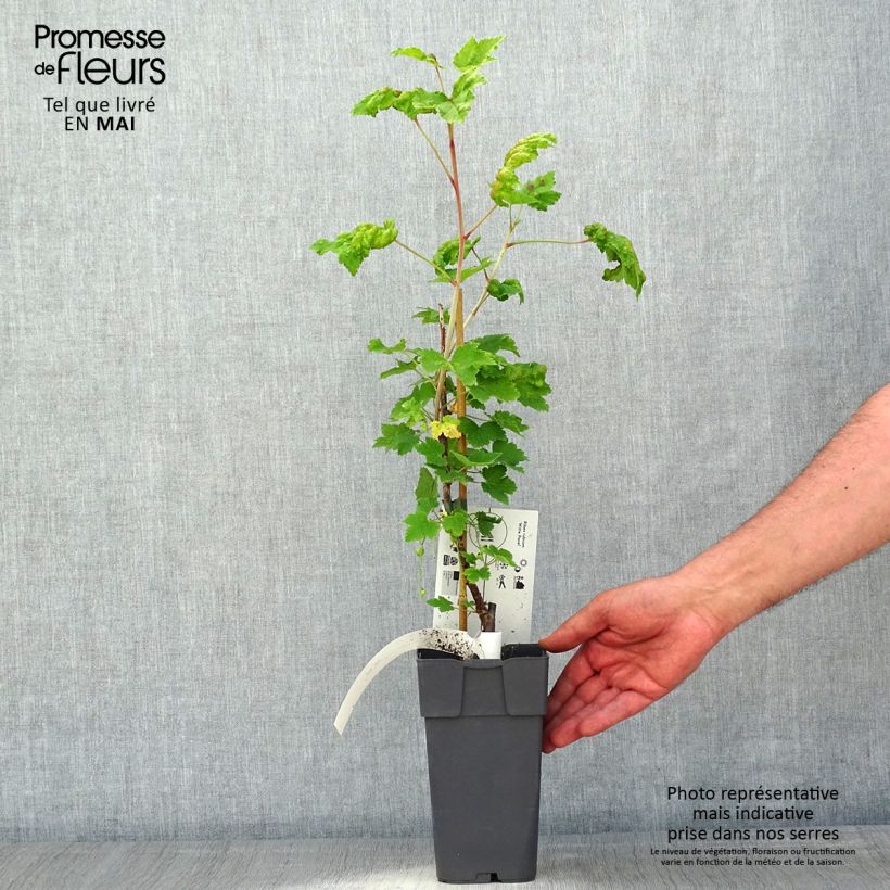 White Currant Witte Parel or White Pearl - Ribes rubrum 1.5L/2L pot, Bush sample as delivered in spring