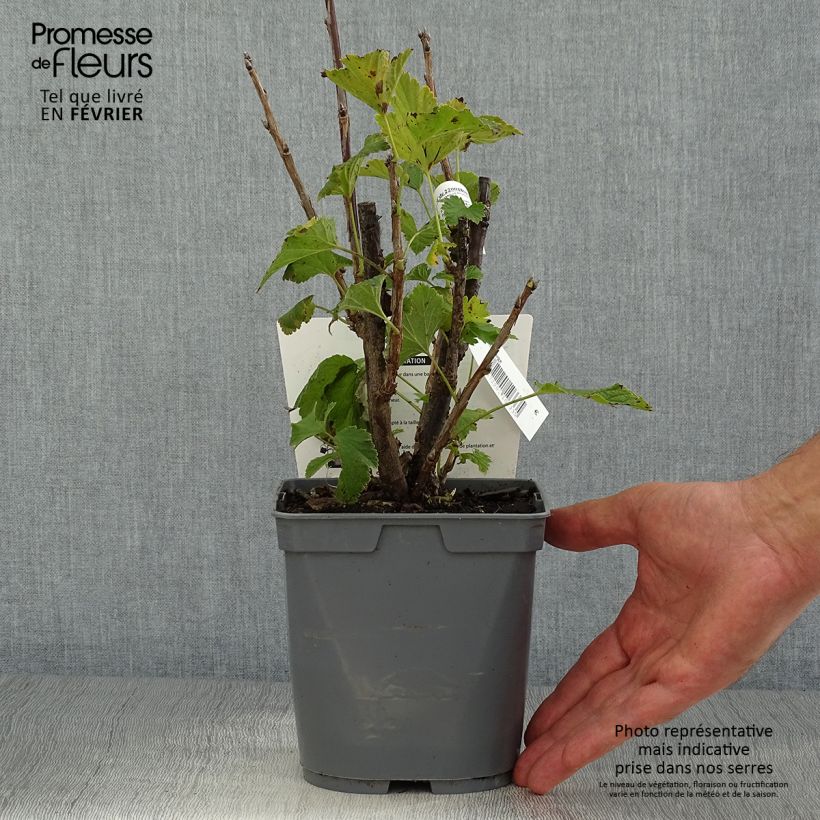 Redcurrant Delbard Giganta - Ribes rubrum 2L/3L pot sample as delivered in autumn