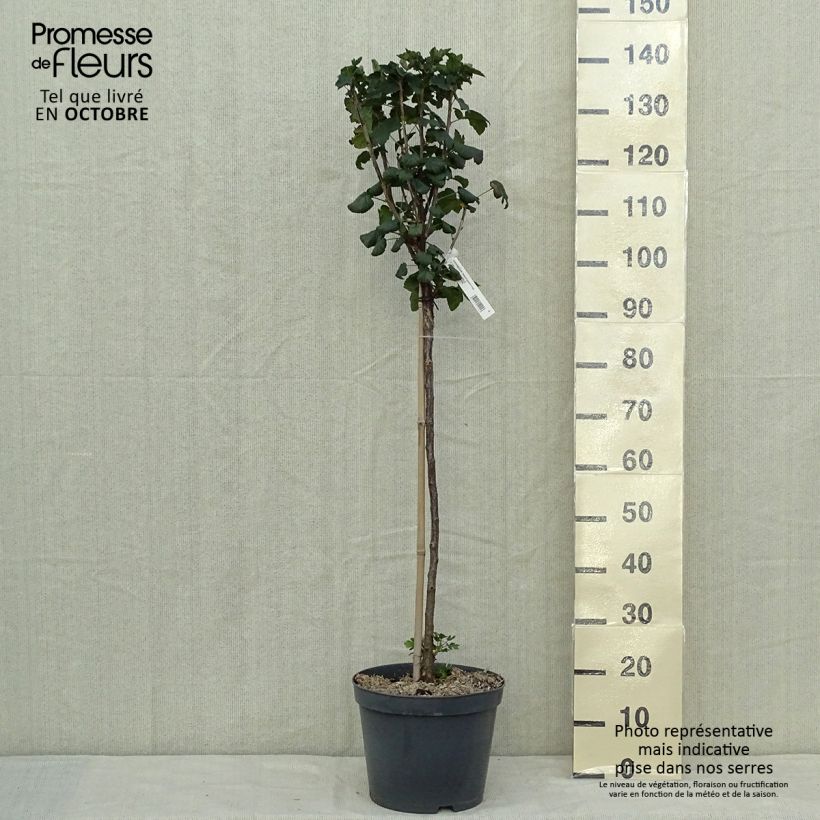 Redcurrant Delbard Giganta - Ribes rubrum 7.5L/10L pot, Quarter standard sample as delivered in autumn
