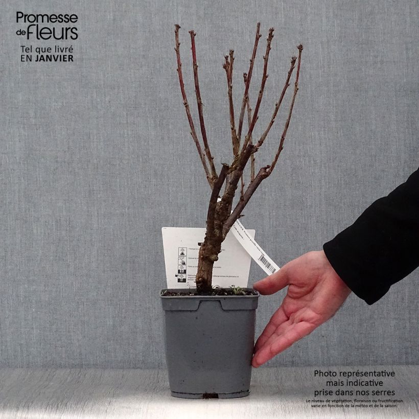 Redcurrant Premiere Raisin Deltir - Ribes rubrum 2L/3L pot sample as delivered in winter