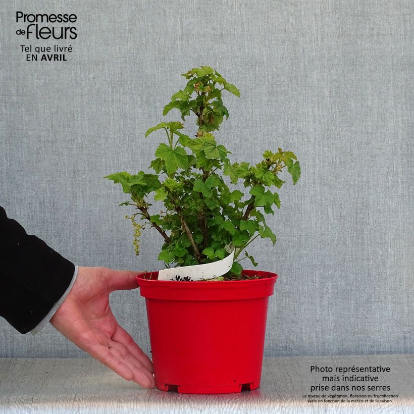 Redcurrant Versaillaise Redcurrant bush - Ribes rubrum 1.5L/2L pot sample as delivered in spring