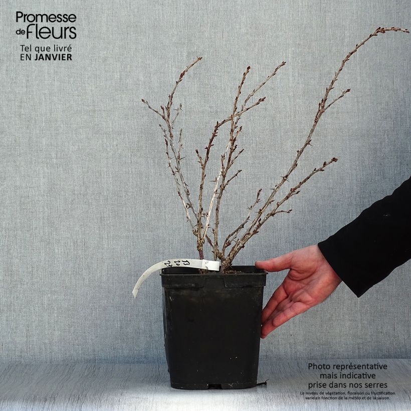 Gooseberry Freedonia - Ribes uva-crispa 4L/5L pot sample as delivered in winter