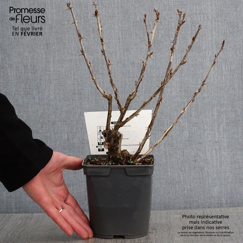 Gooseberry Invicta - Ribes uva-crispa 1.5L/2L pot sample as delivered in winter