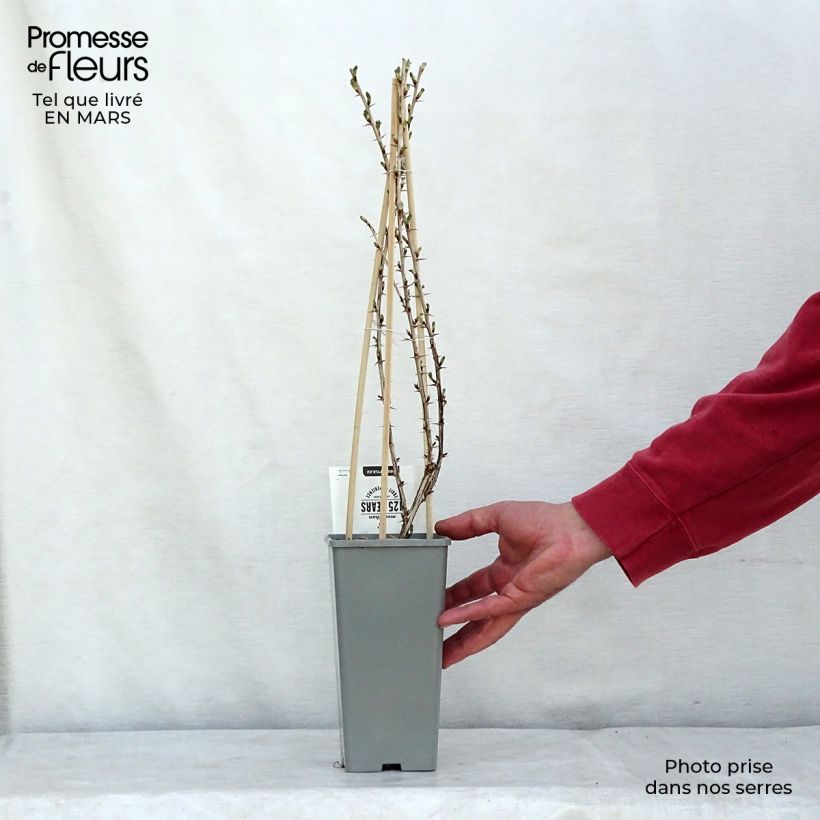 Gooseberry Easycrisp Lady Sun - Ribes uva-crispa 1L/1.5L pot, Bush sample as delivered in winter