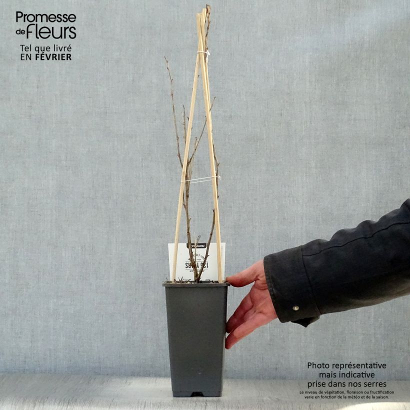 Gooseberry Captivator - Ribes uva crispa 1.5L/2L pot, Bush sample as delivered in winter