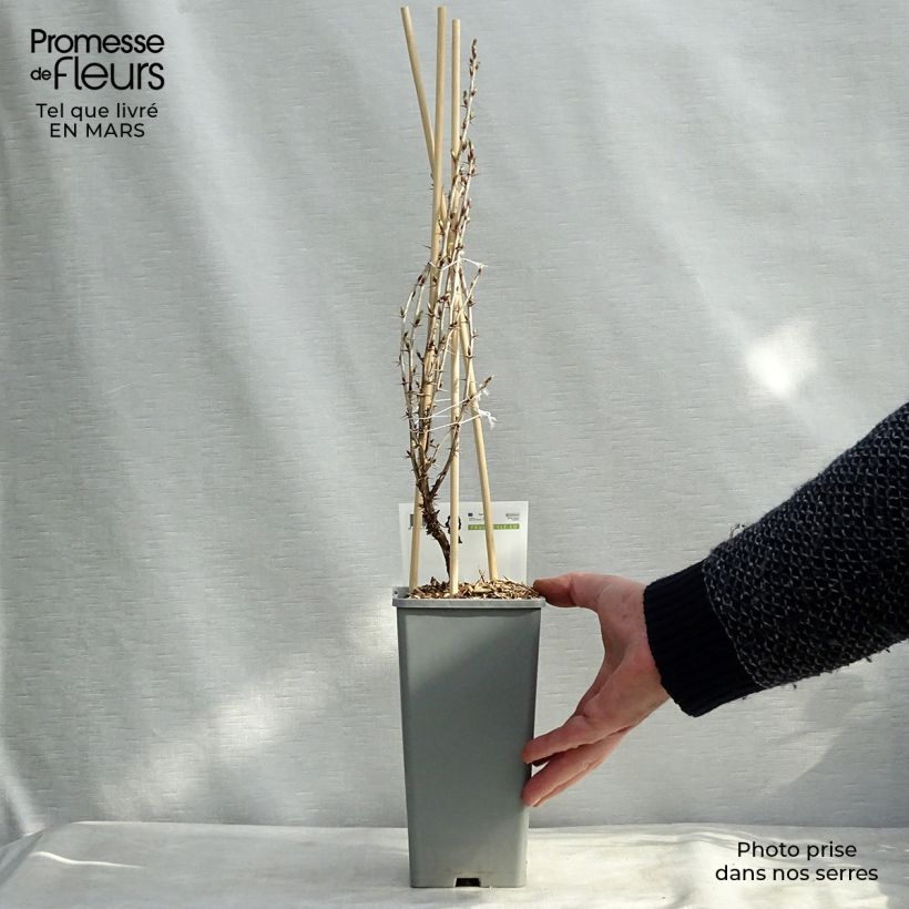 Gooseberry Hinnönmaki Röd - Ribes uva-crispa 1.5L/2L pot, Bush sample as delivered in spring