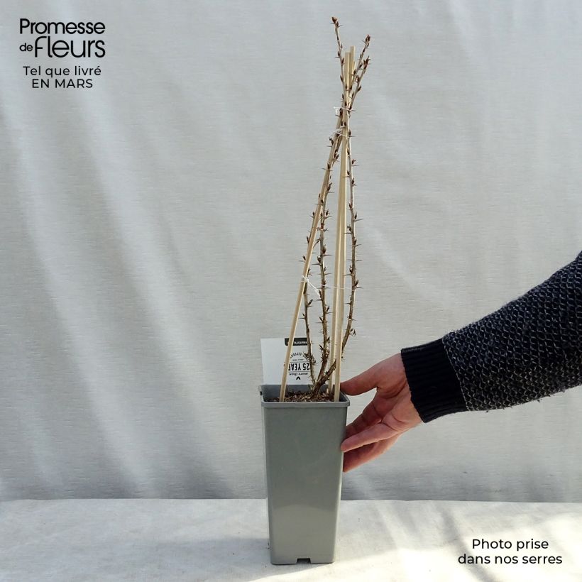 Gooseberry Green Hinnonmaki - Ribes uva-crispa 1.5L/2L pot, Bush sample as delivered in winter