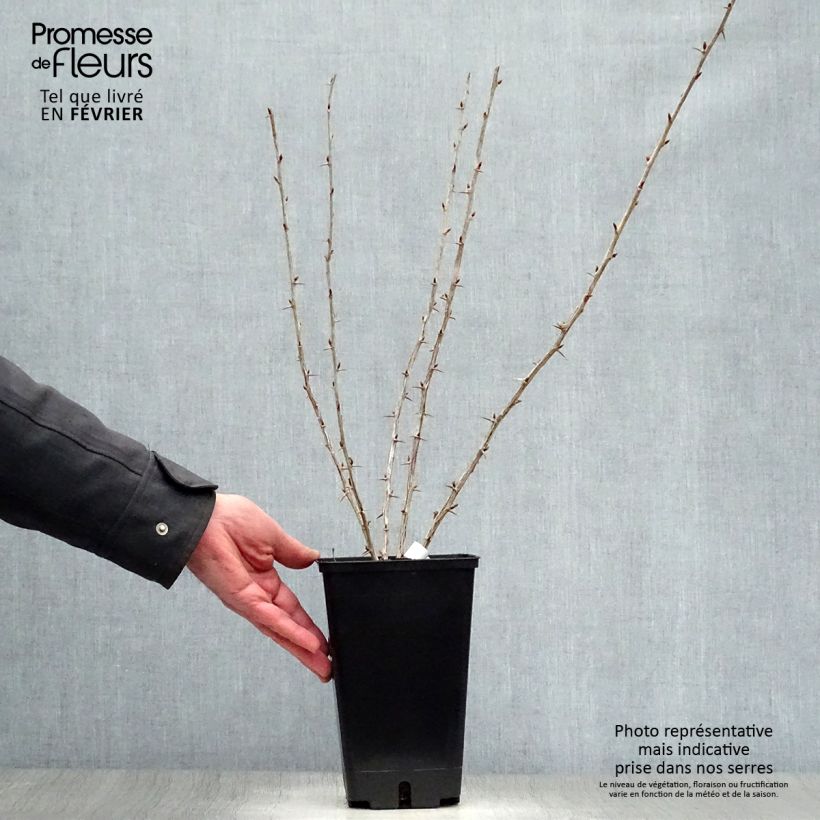 Gooseberry Worcesterberry - Ribes uva-crispa 2L/3L pot sample as delivered in winter