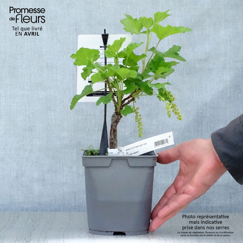 Redcurrant Mactor - Georges Delbard 2L/3L pot, Bush sample as delivered in spring