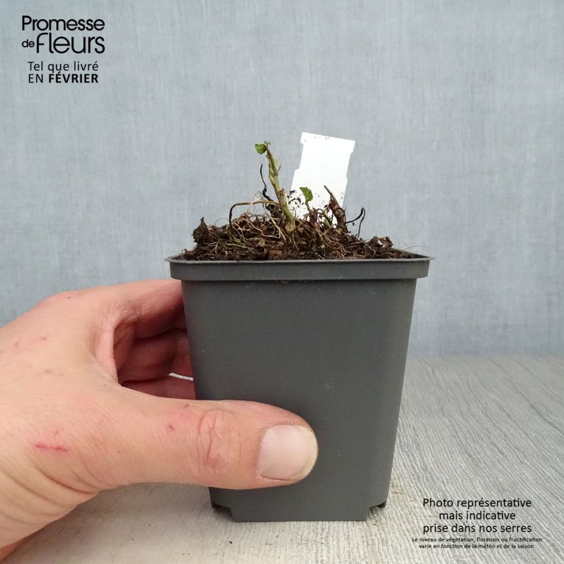 Althaea officinalis 8/9 cm pot sample as delivered in winter