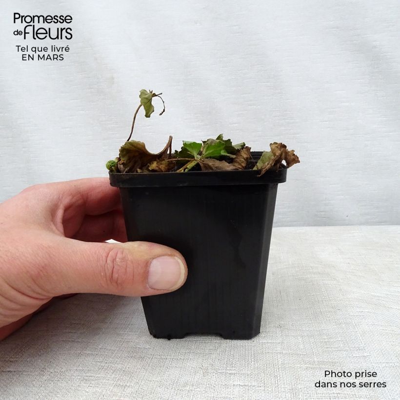 Gunnera magellanica 8/9 cm pot sample as delivered in spring