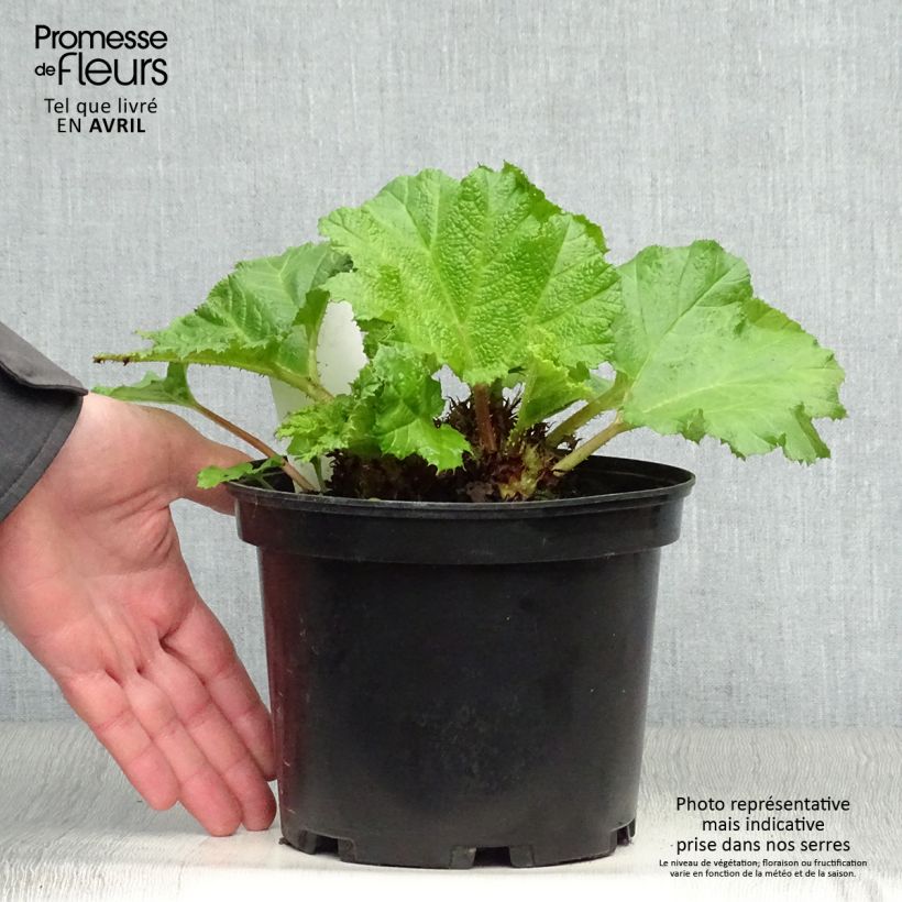 Gunnera manicata - Brazilian Giant-rhubarb 2L/3L pot sample as delivered in spring