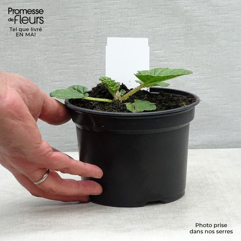 Gunnera manicata - Brazilian Giant-rhubarb 3L/4L pot sample as delivered in spring