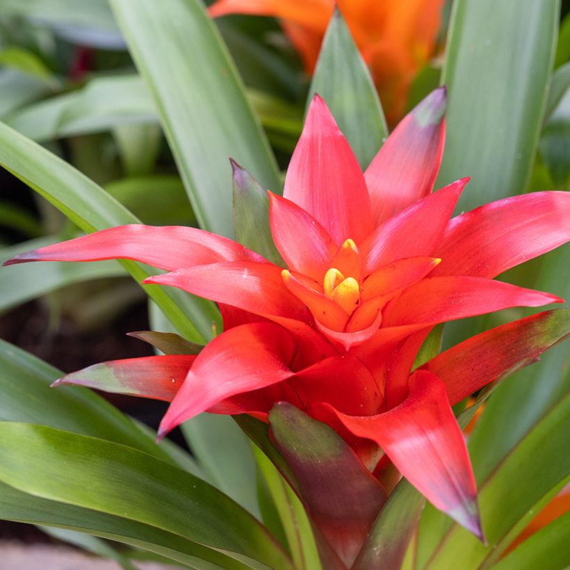 Guzmania  Calypso (Flowering)