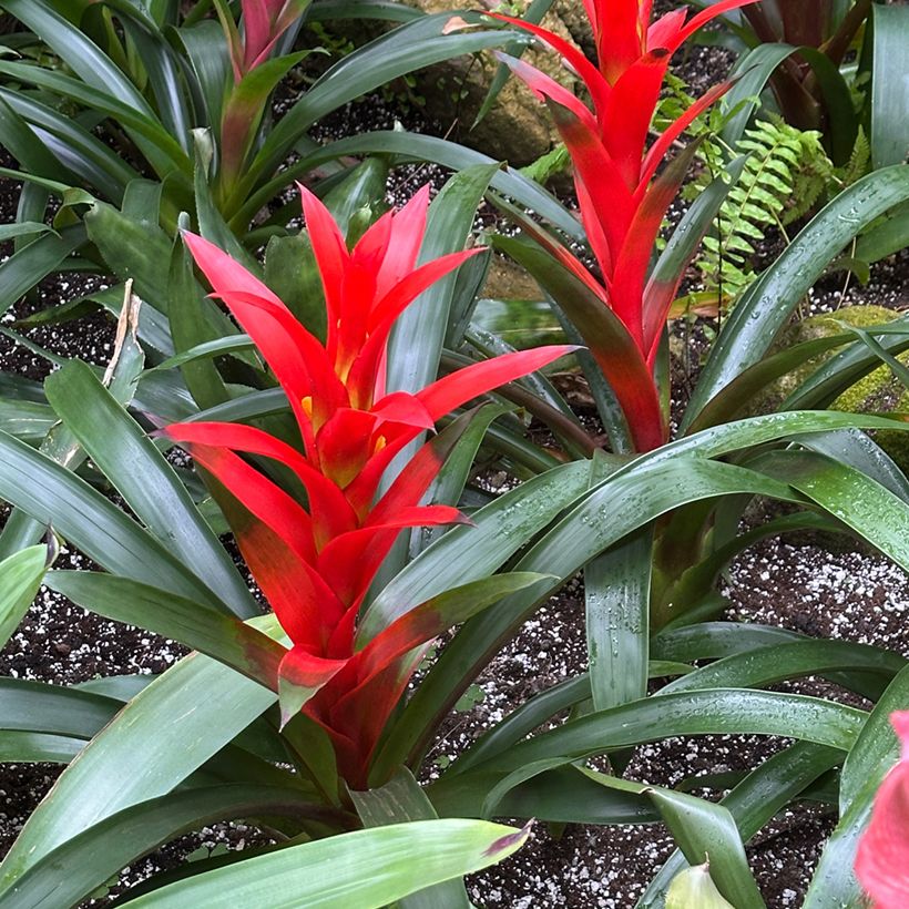 Guzmania  Calypso (Plant habit)