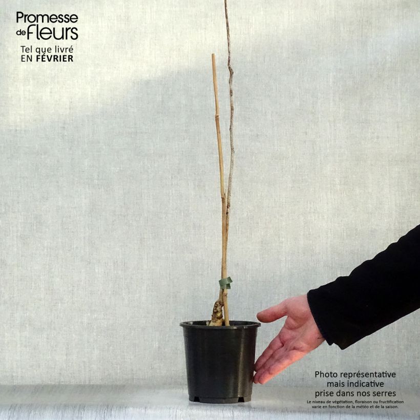 Gymnocladus dioica 3L/4L pot sample as delivered in winter