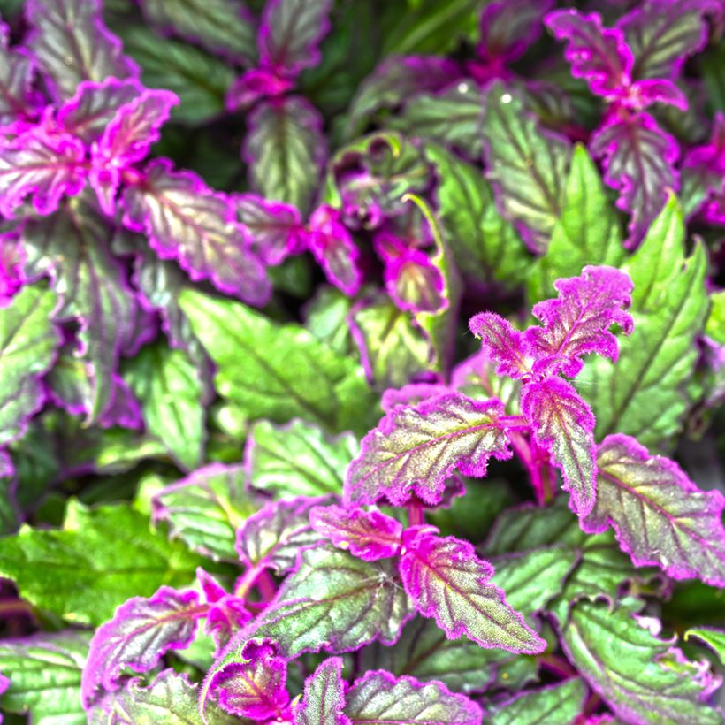 Gynura aurantiaca - Purple velvet plant (Foliage)