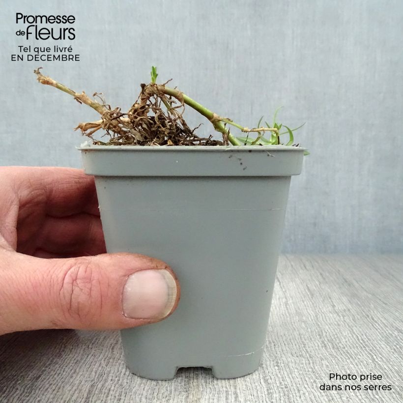 Gypsophila Rosenschleier 8/9 cm pot sample as delivered in winter