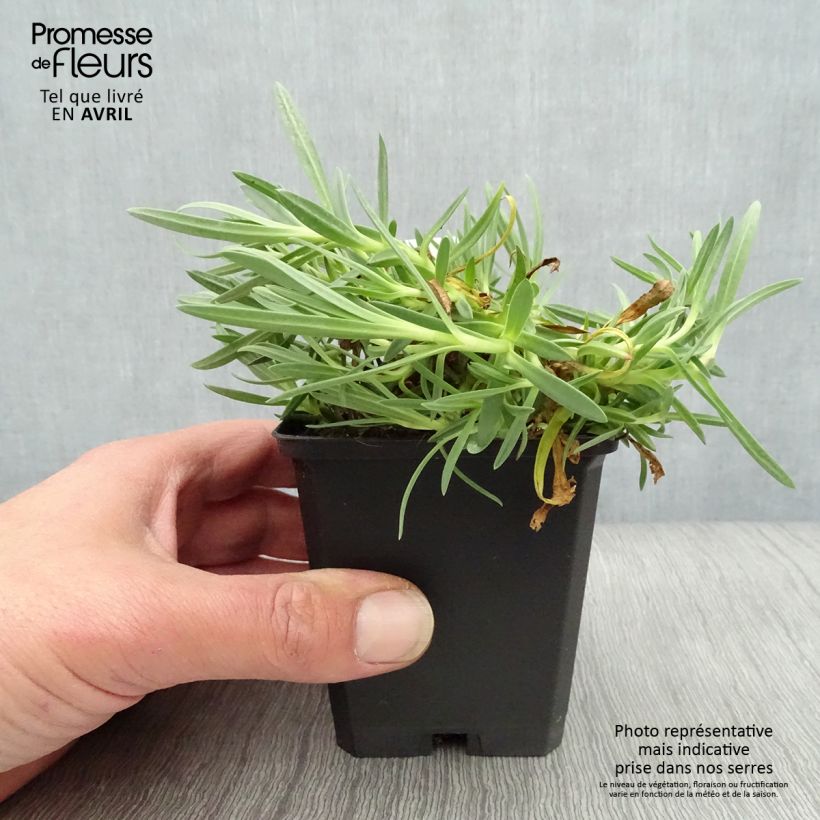 Gypsophila Rosenschleier 8/9 cm pot sample as delivered in spring