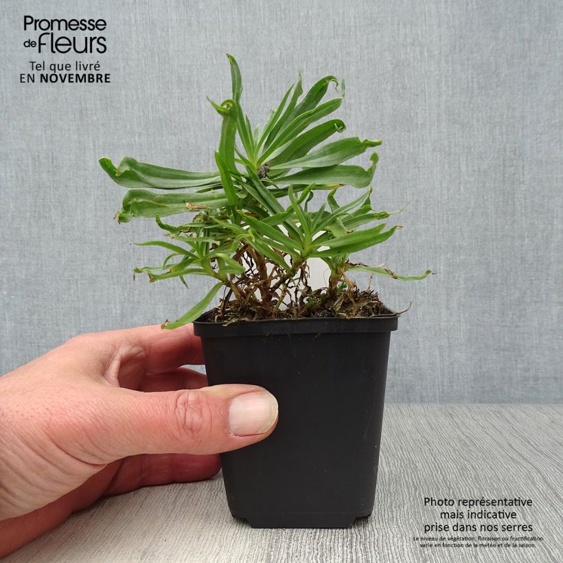 Gypsophila paniculata Bristol Fairy 8/9 cm pot sample as delivered in autumn