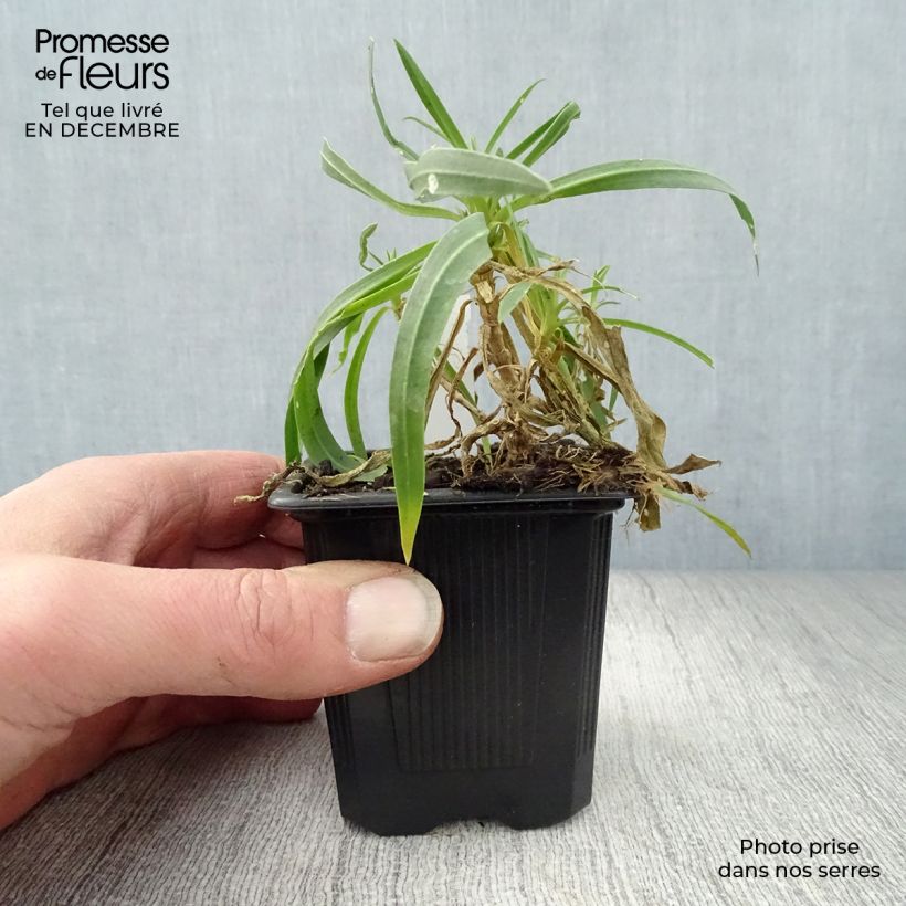 Gypsophila paniculata Bristol Fairy 8/9 cm pot sample as delivered in winter