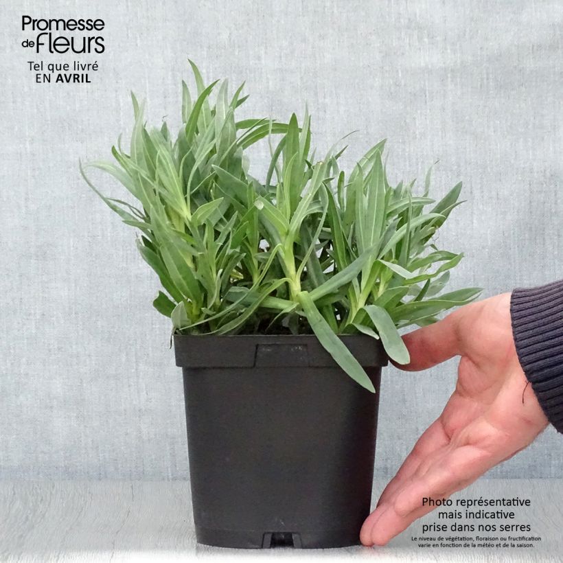 Gypsophila paniculata Bristol Fairy 2L/3L pot sample as delivered in spring