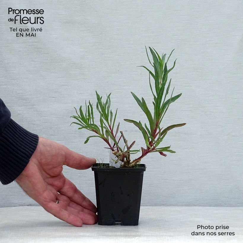 Gypsophila paniculata Flamingo 8/9 cm pot sample as delivered in spring