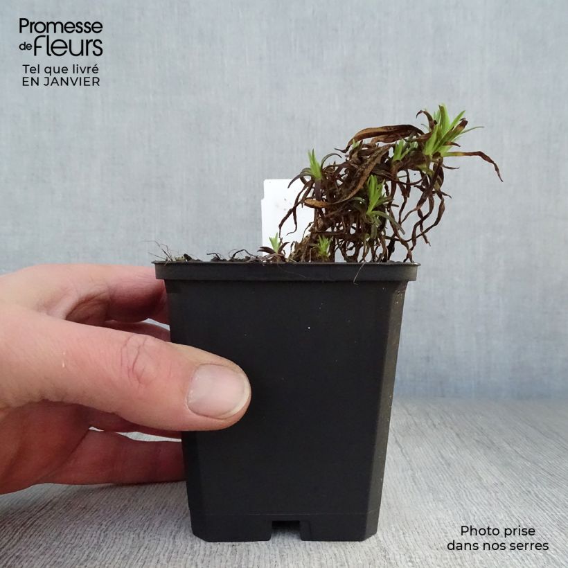 Gypsophila paniculata Flamingo 8/9 cm pot sample as delivered in winter