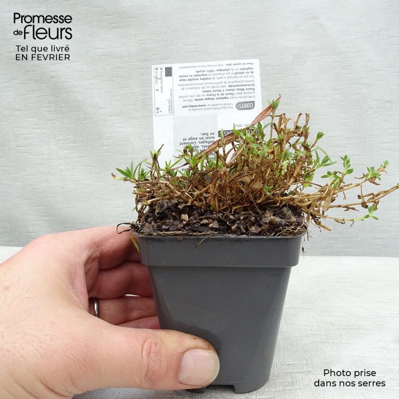 Gypsophila repens Rosa Schönheit 8/9 cm pot sample as delivered in winter