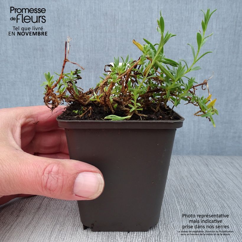 Gypsophila repens Rosa Schönheit 8/9 cm pot sample as delivered in autumn