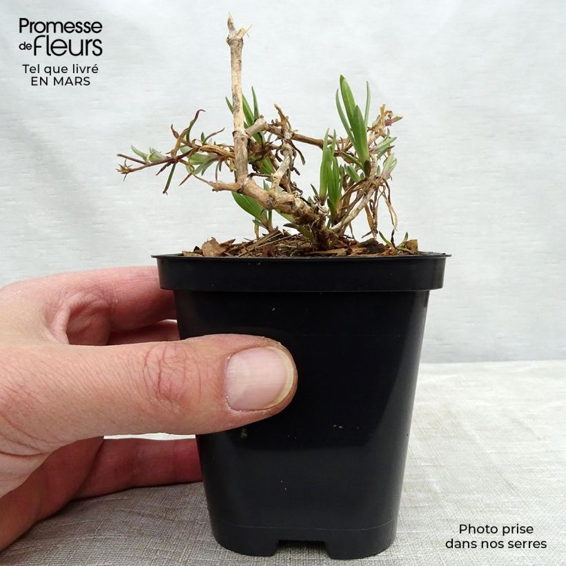 Gypsophila paniculata Festival Pink 8/9 cm pot sample as delivered in winter