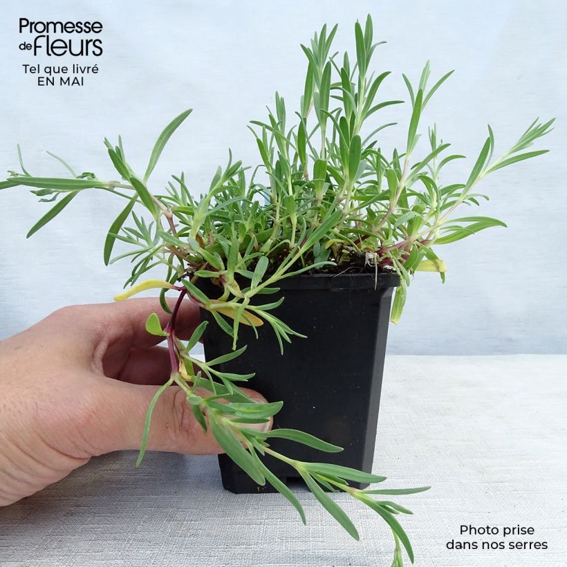 Gypsophila repens Alba 8/9 cm pot sample as delivered in spring