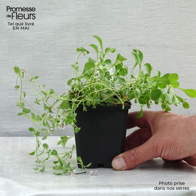 Gypsophila cerastioides 8/9 cm pot sample as delivered in spring