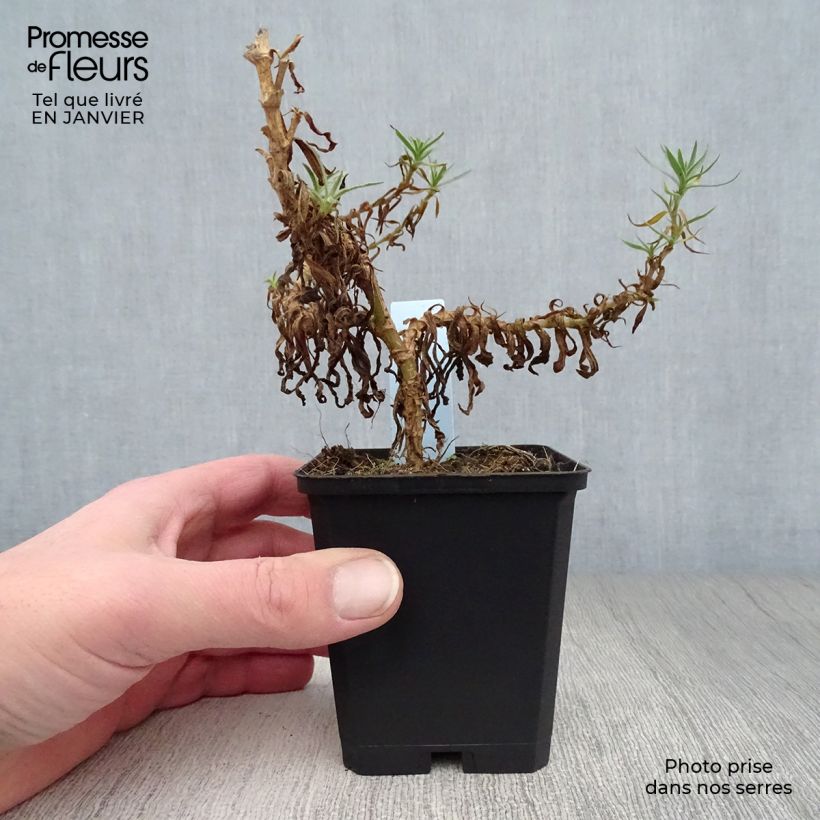 Gypsophila paniculata White Festival 8/9 cm pot sample as delivered in winter