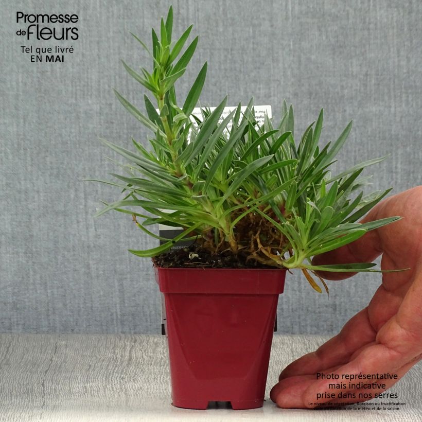 Gypsophila paniculata White Festival 8/9 cm pot sample as delivered in spring