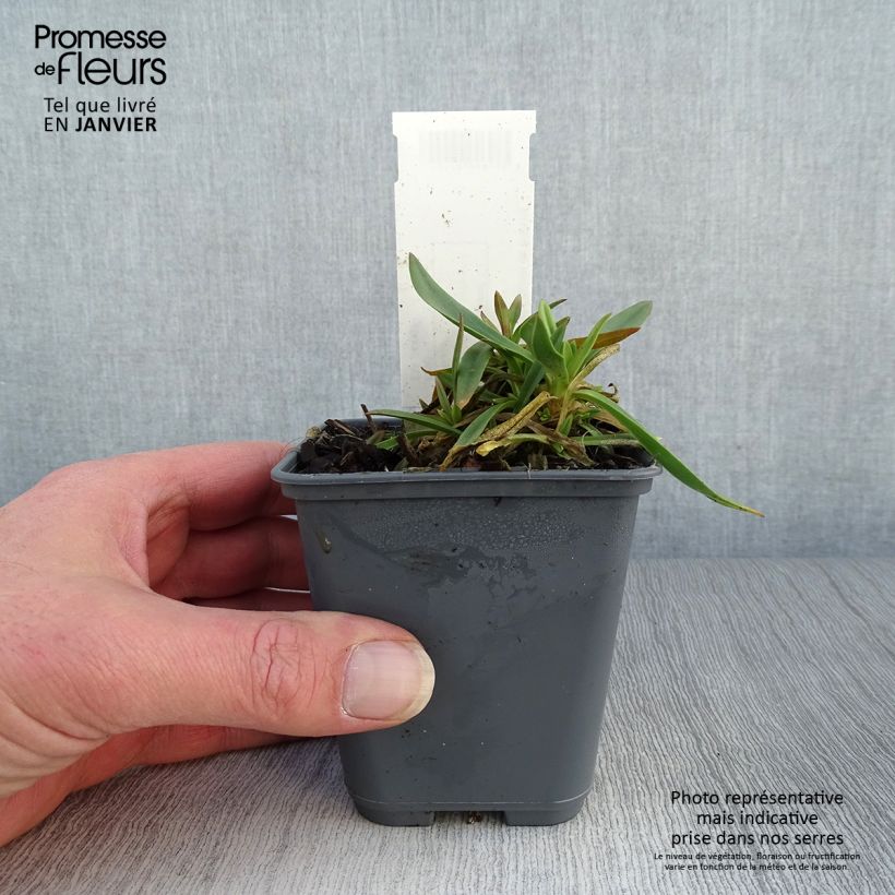 Gypsophila pacifica 8/9 cm pot sample as delivered in winter