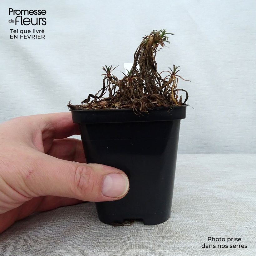 Gypsophila paniculata Schneeflocke 8/9 cm pot sample as delivered in winter