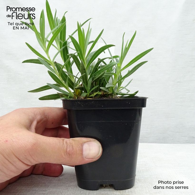 Gypsophila paniculata Schneeflocke 8/9 cm pot sample as delivered in spring