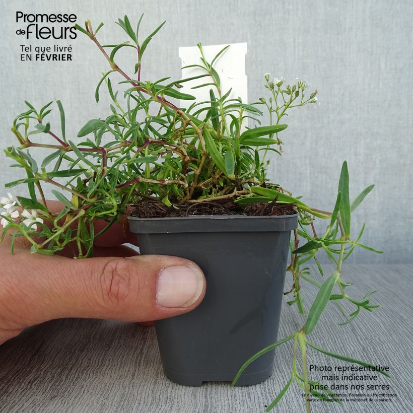 Gypsophila repens White Angel 8/9 cm pot sample as delivered in autumn
