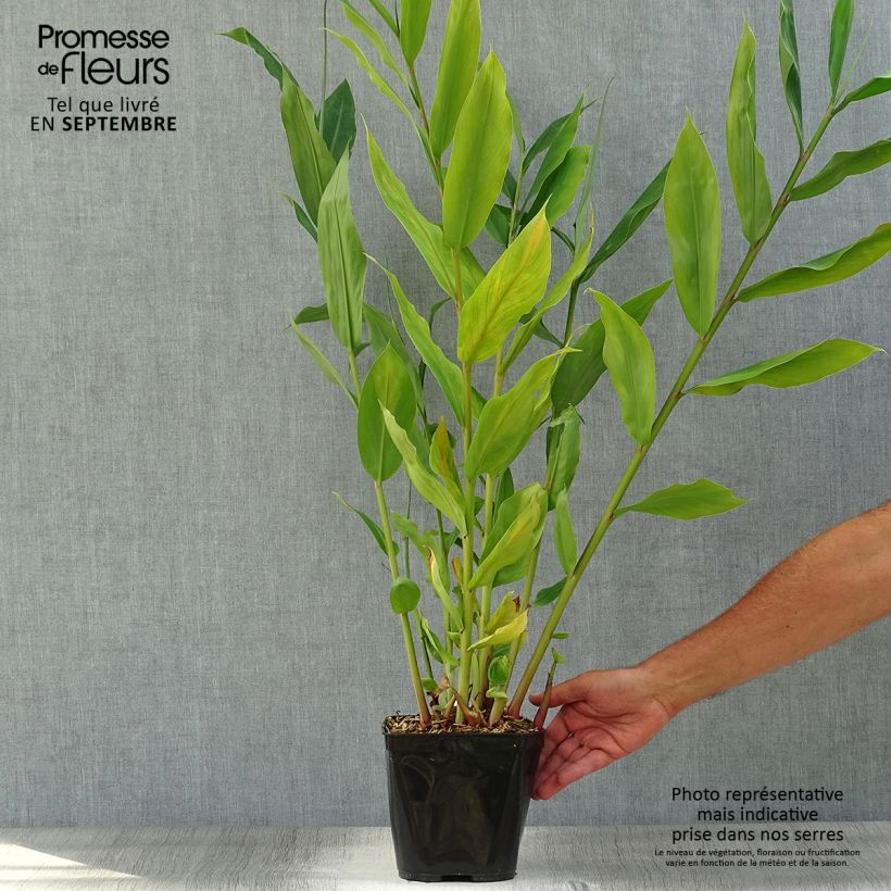 Hedychium Devon Cream 3L/4L pot sample as delivered in autumn