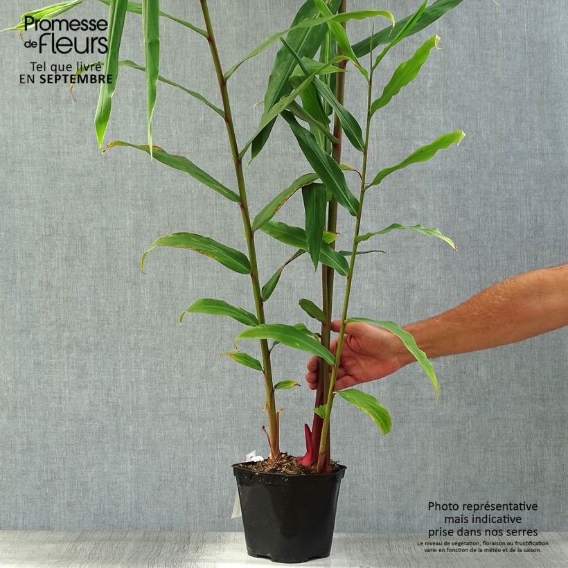Hedychium coronarium Elizabeth 3L/4L pot sample as delivered in autumn
